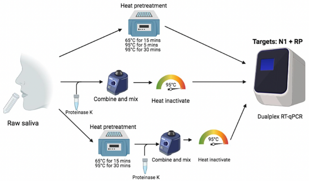 Three different nucleic acid extraction-free sample preparation workflows. 1. Raw saliva, heat pretreatment, Targets: N1 + RP (Dualplex RT-qPCR) 2. Raw saliva, proteinase K, combine and mix, heat inactivate, Targets: N1 + RP (Dualplex RT-qPCR) 3. Raw saliva, heat pretreatment (65 degrees celsius for 15 mins, 95 degrees Celsius for 30 mins), proteinase K, combine and mix, heat inactivate, Targets: N1 + RP (Dualplex RT-qPCR).